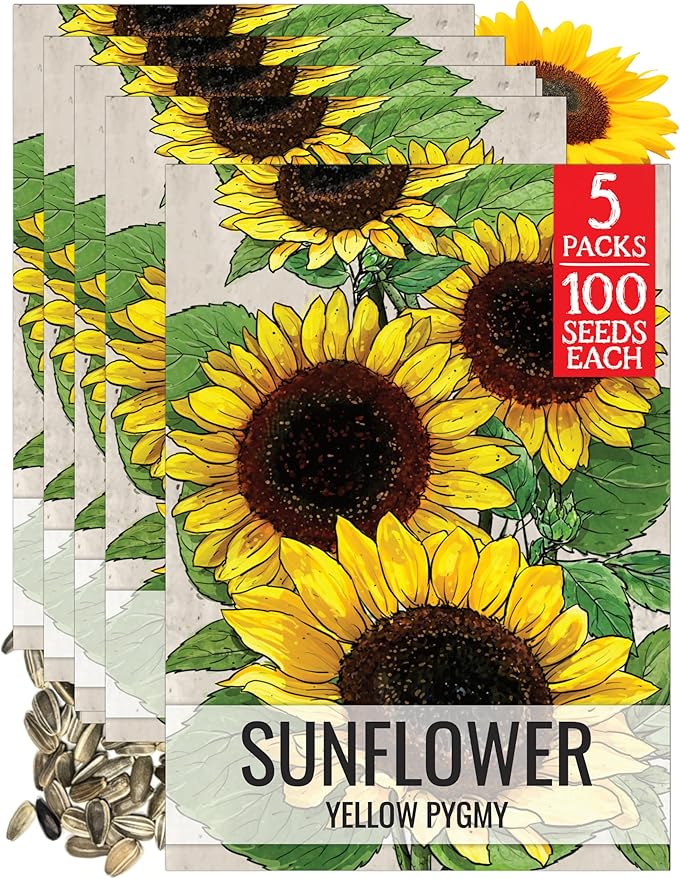 Seed Needs Dwarf Sunflower Seeds for Planting Yellow Pygmy Sunflowers - Heirloom & Open Pollinated Annual Cut Flowers - Perfect for Butterfly Gardens (5 Packs)
