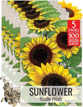 Seed Needs Dwarf Sunflower Seeds for Planting Yellow Pygmy Sunflowers - Heirloom & Open Pollinated Annual Cut Flowers - Perfect for Butterfly Gardens (5 Packs)
