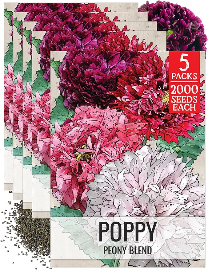 Seed Needs Mixed Peony Poppy Seeds for Planting - Heirloom & Open Pollinated - Colorful Mixture to Plant an Outdoor Butterfly Garden, Attracts Pollinators (5 Packs)