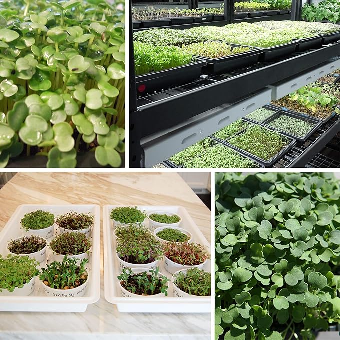 1 Lb Non-GMO Arugula Vegetable Seeds for Outdoor Garden and Indoor Salad Microgreens - Mountain Valley Seed Company Non GMO Arugula Microgreens Seeds for Micro Greens Seed Kit & Micro Greens Seed Mix