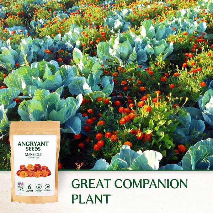 Marigold Sparky Flowered Mix - Beautiful Flowers Seeds for Planting Indoors and Outdoors in Your Home Garden - 1998+ Non GMO Mix Seeds - 100% USA Grown - Annual, Open Pollinated Wildflower Seeds Bulk