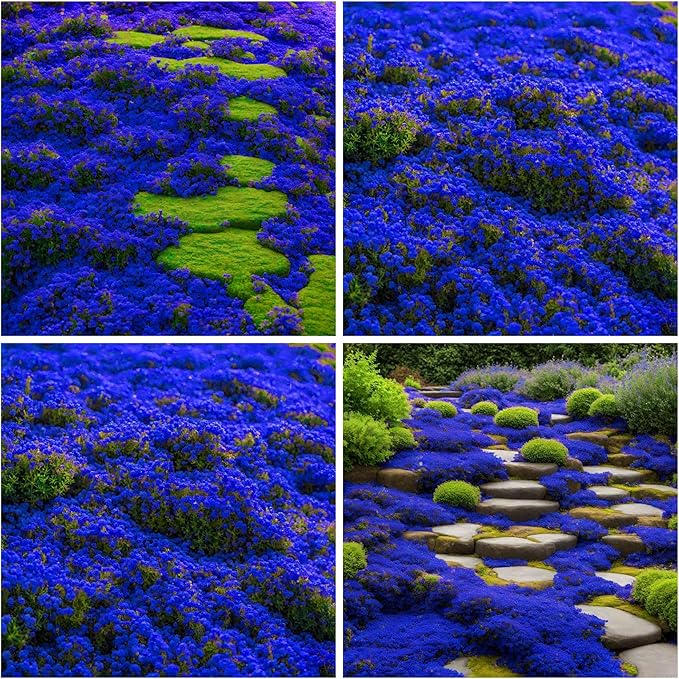 21500+ Creeping Thyme Seeds Ground Cover Plant Seeds Perennial- Non-GMO Heirloom Flower Creeping Thyme Seeds for Planting
