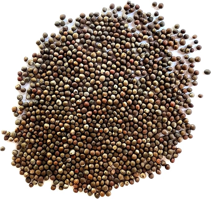 The Old Farmer's Almanac Heirloom Brussels Sprouts Seeds (Long Island Improved) - Approx 700 Seeds - Non-GMO, Open Pollinated, USA Origin