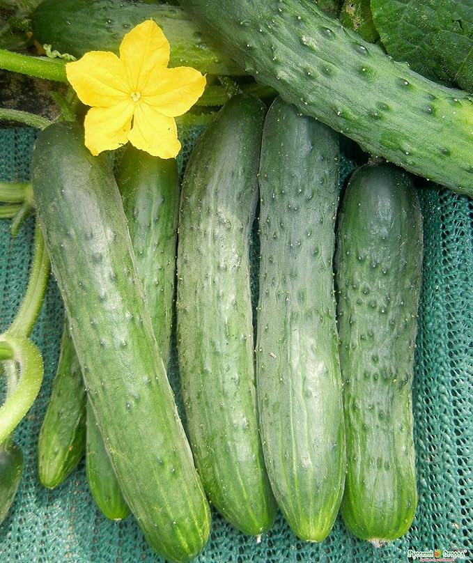 Seeds Indoor Self-pollinated Cucumber Zozula F1 45 Days Long Early Pickling Heirloom Vegetable for Planting Non GMO