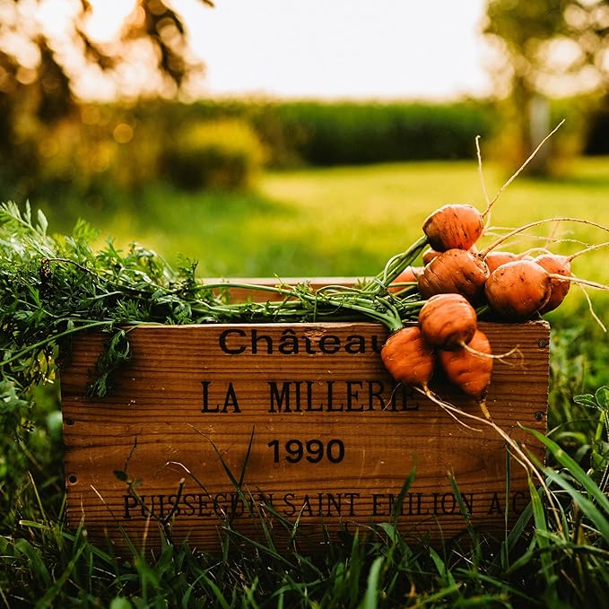 Parisian Carrot (Paris Market) - 300 Seeds - Flavorful French Heirloom Baby Carrots - Unique, Round, Ball Carrots, Non-GMO Heirloom Carrot Seeds for Planting in The Home Garden, Thresh Seed Company