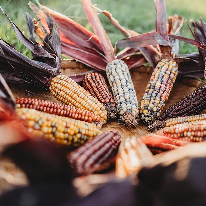 Seneca Red Stalker Ornamental Indian Corn - 50 Seeds - Rare, Colorful Heirloom/Open-Pollinated Variety, USA-grown, non-GMO Vegetable Seeds for Planting Outdoors in the Home Garden, Thresh Seed Company