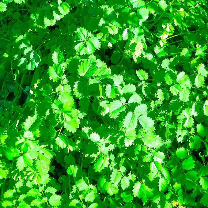 Salad Burnet Herb Garden Seeds - 0.25 Oz ~780 Seeds - Non-GMO, Heirloom Herb Gardening & Microgreens Seeds