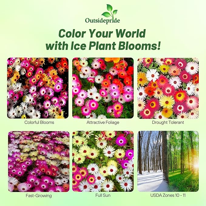 Outsidepride Mix Ice Plant Seeds - 5000 Pcs Perennial, Drought Tolerant Ground Cover Seeds for Planting Vibrant Trailing Blooms, Ideal for Sunny Gardens & Xeriscape Landscaping