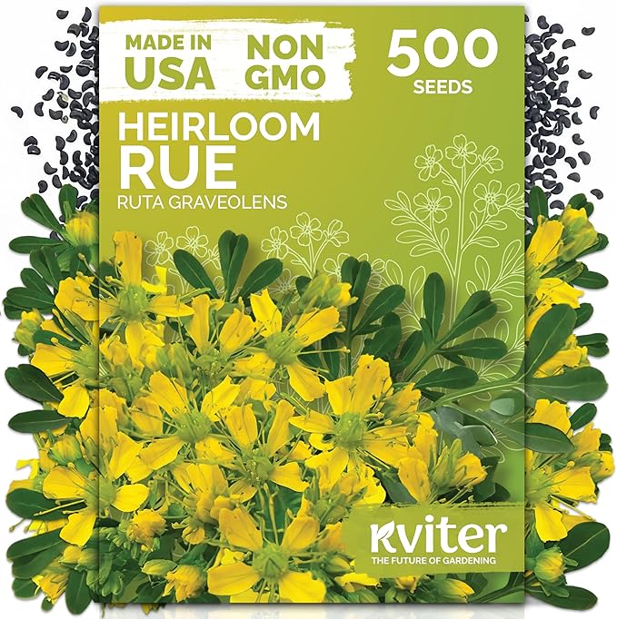 KVITER 500 Common Rue Seeds (Ruta Graveolens) - Rue Herb, Drought Tolerant, Perennial Heirloom Seed - Medicinal Herb Seeds in Seed Packets for Outdoor Garden, Garden Beds and Containerss