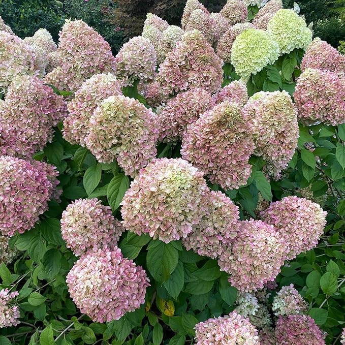 250+ Mixed Panicle Hydrangea Seeds for Planting Flowers Bush Plants Non-GMO Heirloom Seeds Perennial Flower Plant Wedding Outdoor Garden