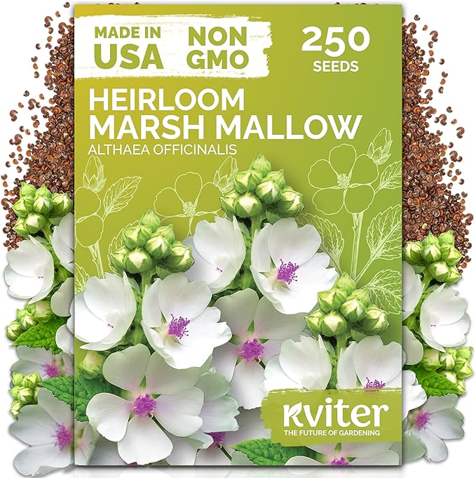KVITER 250 Marsh Mallow Seeds for Planting (Althaea officinalis) – White Mallow Medicinal Seed Packets, Grow Heirloom Marshmallow Root Herb – Perennial Write Flower Garden Seeds Indoor & Outdoor