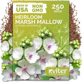 KVITER 250 Marsh Mallow Seeds for Planting (Althaea officinalis) – White Mallow Medicinal Seed Packets, Grow Heirloom Marshmallow Root Herb – Perennial Write Flower Garden Seeds Indoor & Outdoor