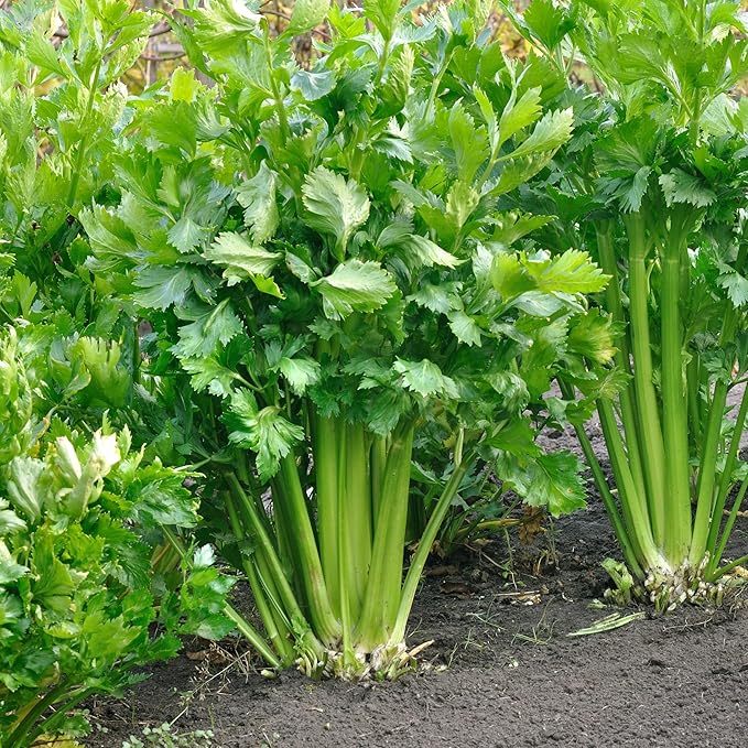 Organic Utah Tall Celery Seeds - USDA Organic, Non-GMO, Open Pollinated, Heirloom, USA Origin (5 Packets - 1.25 Grams - Approx 2500 Seeds)