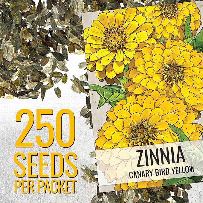 Seed Needs Zinnia Seeds for Planting Canary Bird Yellow Zinnias - Heirloom & Open Pollinated Annual Cut Flowers for a Butterfly Garden (2 Packs)