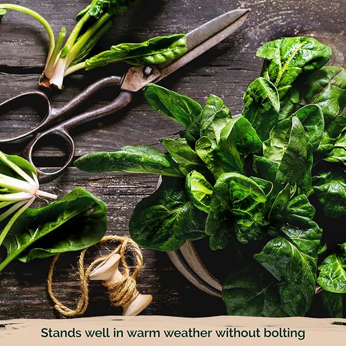 KVITER 400 Bloomsdale Spinach Seeds (Spinacia oleracea) — Non-GMO & Heirloom, Heat Tolerant, Cut and Come Again — Spinach Organic Vegetable Seeds for Planting in Outdoor & Indoor Garden, Containers