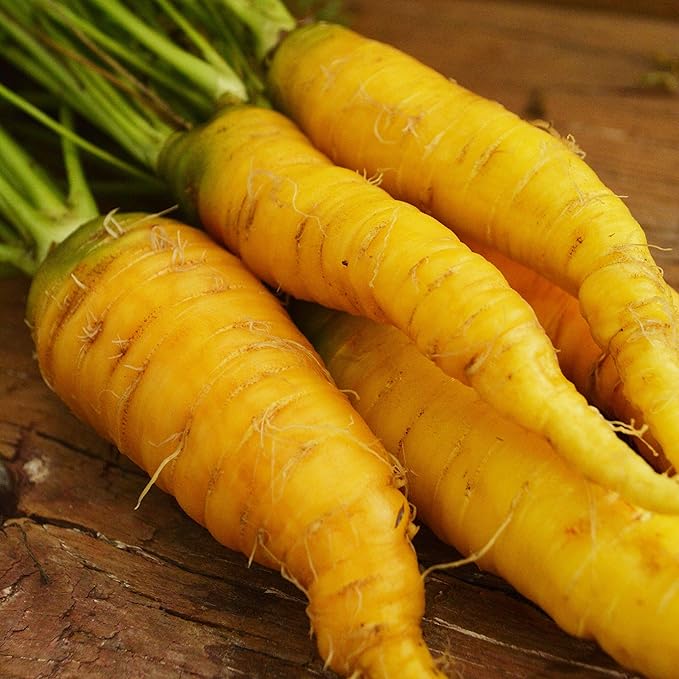 Solar Yellow Carrot - 150 Seeds - Heirloom & Open-Pollinated Variety, Non-GMO Vegetable Seeds for Planting Indoors or Outdoors in Containers or The Home Garden, Thresh Seed Company