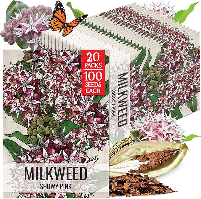Seed Needs Showy Milkweed Seeds for Planting - Untreated & Open Pollinated, Attracts Monarch Butterflies in a Butterfly Garden (20 Packs)