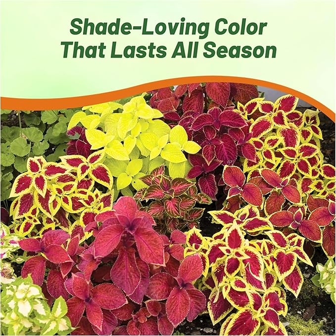 Outsidepride Wizard Mix Coleus Seeds for Planting - 200 Pcs Annual, Compact, & Easy to Grow, Flower Seeds with Serrated Foliage, Ideal for Shaded Areas, Containers, Borders, & Gardens