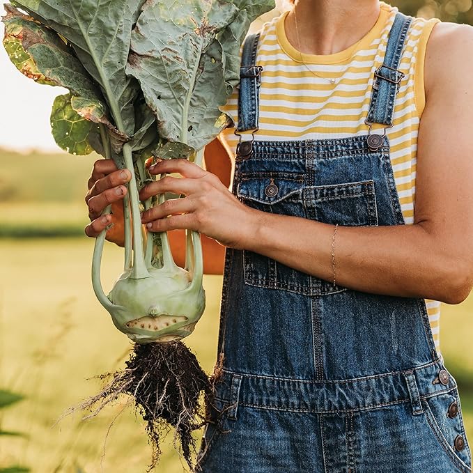 Superschmelz Giant White Kohlrabi - 150 Seeds - Heirloom Kohlrabi Variety, Large, Tender Bulbs, Non-GMO Heirloom Kohlrabi Seeds for Planting in The Home Garden, Thresh Seed Company