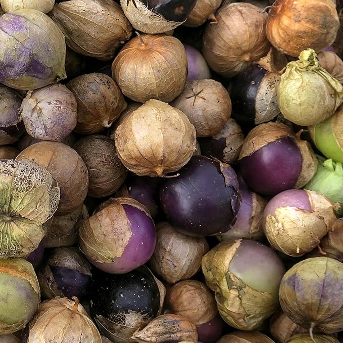 Seed Needs Tomatillo Seeds for Planting Purple Tomatillos - Non-GMO Heirloom & Untreated Annual Veggie Seed to Plant a Home Grown Vegetable Garden Outdoors (5 Packs)