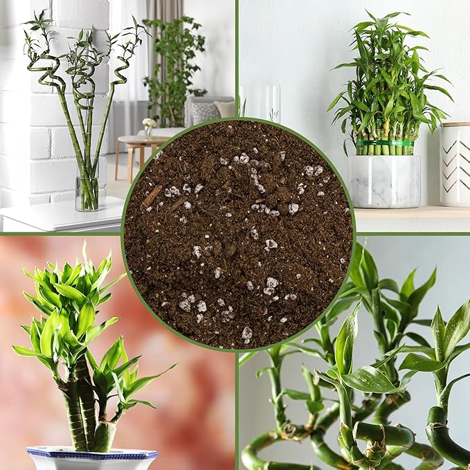 Soil Sunrise Lucky Bamboo Plant Potting Mix (4 Quarts) Custom Soil Mix for Repotting