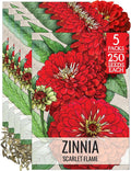 Seed Needs Zinnia Seeds for Planting Scarlet Flame Zinnias - Heirloom & Open Pollinated Annual Cut Flowers Perfect for Bouquets - Plant a Wildflower Butterfly Garden (5 Packs)