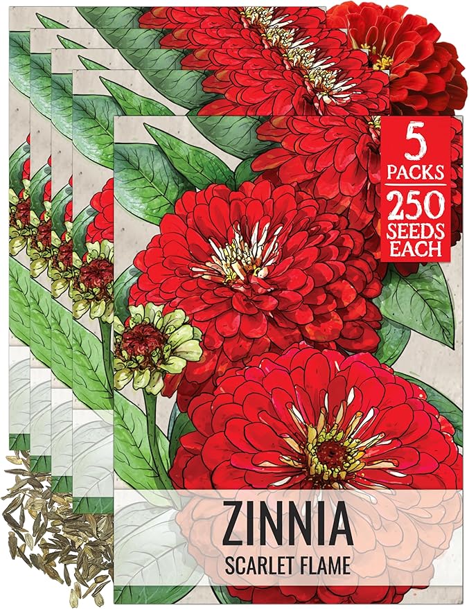 Seed Needs Zinnia Seeds for Planting Scarlet Flame Zinnias - Heirloom & Open Pollinated Annual Cut Flowers Perfect for Bouquets - Plant a Wildflower Butterfly Garden (5 Packs)