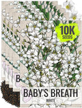 Seed Needs White Baby's Breath Seeds for Planting - Heirloom & Open Pollinated Annual Flowers - Perfect for a Butterfly Garden, Bouquets & Floral Arrangements (5 Packs)