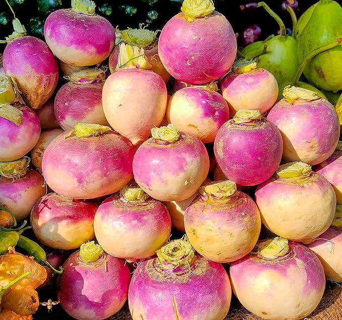 Turnip Seeds for Planting – 200 Non GMO Heirloom Purple Top Turnip Seeds – Full Planting Instructions to Plant Home Outdoor Vegetable Garden – Great Gardening Gift, 5 Packets