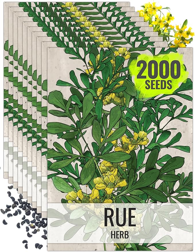 Seed Needs Rue Seeds for Planting Medicinal Herbs - Non-GMO Heirloom & Untreated Perennial Herb Seed to Plant a Home Grown Garden Indoors or Outdoors (10 Packs)