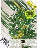 Seed Needs Rue Seeds for Planting Medicinal Herbs - Non-GMO Heirloom & Untreated Perennial Herb Seed to Plant a Home Grown Garden Indoors or Outdoors (10 Packs)