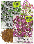 Seed Needs Alyssum Seeds for Planting - Heirloom & Untreated - Tender Perennial Flowers to Attract Pollinators to Rock Gardens, Pots, Containers & Window Boxes