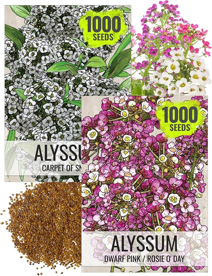 Seed Needs Alyssum Seeds for Planting - Heirloom & Untreated - Tender Perennial Flowers to Attract Pollinators to Rock Gardens, Pots, Containers & Window Boxes
