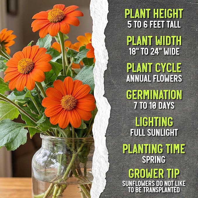 Seed Needs Mexican Sunflower Seeds for Planting Tithonia rotundifolia Flowers - Heirloom & Open Pollinated Annual Flower Seed to Plant an Outdoor Butterfly Garden (5 Packs)