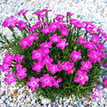 300+ Perennial Dianthus Plumarius Sweetness Seeds – Fragrant, Long-Blooming Non-GMO Flower Seeds – Perfect for Colorful Garden Planting