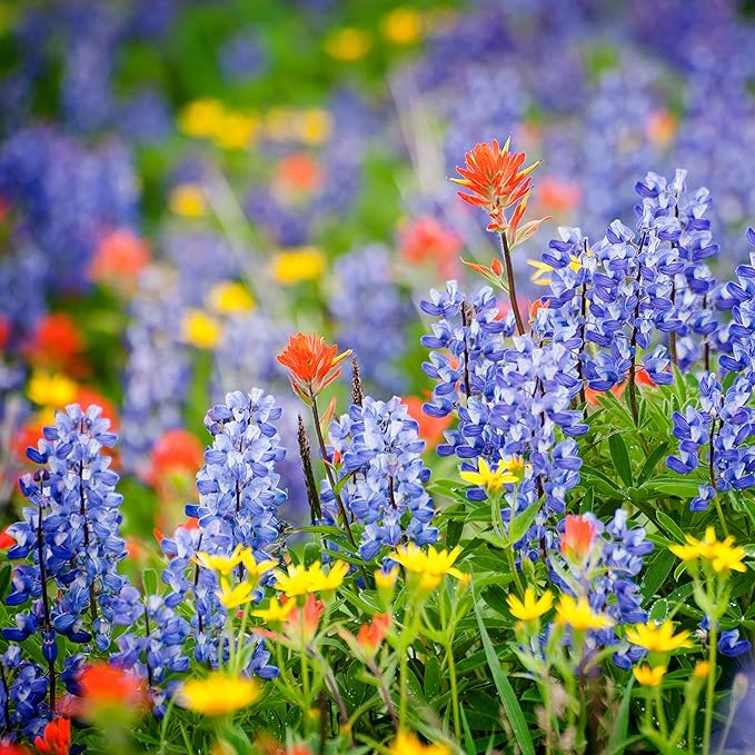 Created By Nature North Carolina Wildflower Seed Mix, 18 Flower Varieties, 35,000 Seeds