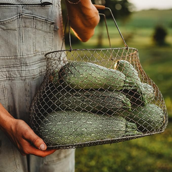 Grey Zucchini - 25 Seeds - Heirloom Zuccchini Variety, Popular for Calabacitas, Non-GMO Heirloom Zucchini Seeds for Planting Outdoors in The Home Garden, Thresh Seed Company