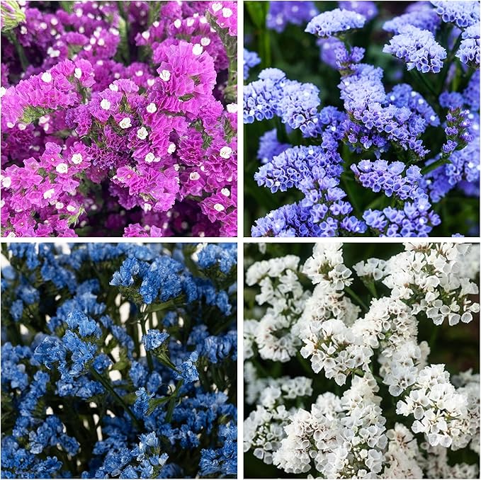 1000+ Perennial Limonium Statice Flower Seeds for Planting Non-GMO Heirloom Annual Limonium Cut Flower