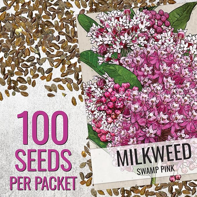 Seed Needs Pink Swamp Milkweed Seeds for Planting - Heirloom & Untreated - Grow a Butterfly Garden to Attract Monarch Butterflies & Pollinators (2 Packs)