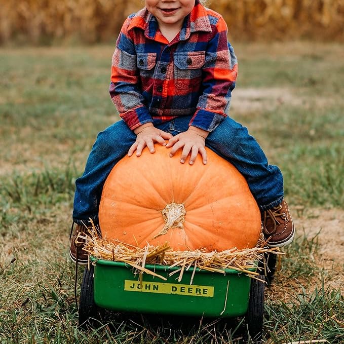 Atlantic Giant Pumpkin - 15 Seeds - Heirloom & Open-Pollinated Variety, Non-GMO Vegetable Seeds for Planting Outdoors in The Home Garden, Thresh Seed Company