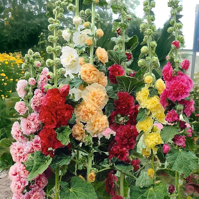 100pcs Vibrant Mixed Hollyhock Seeds - Hardy Biennial with Double Flowers, Perfect for Wildflower & All Garden Types