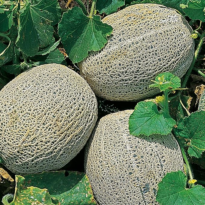 Burpee Heirloom Hale's Best Jumbo Cantaloupe Seeds - Sweet, Aromatic Melon