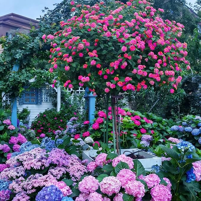 Mix Lantana Seeds for Planting, 350+pcs Rare Perennial Lantana Flower Seeds Plants, Heirloom NO-GMO Yard Potted Decoration Beauty Flowers Plants for Home Garden Outdoors