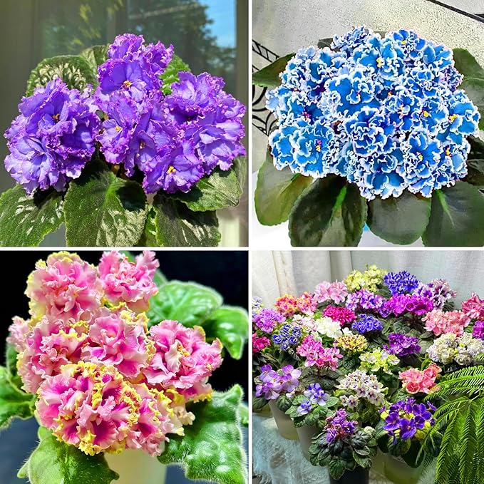African Violet Flower Seeds for Planting, 300pcs African Violet Perennial Flower Seeds Non-GMO Heirloom Rare Plants, Open Pollinated Beauty Home Garden for Outdoors