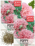 Seed Needs Pale Rose Peony Poppy Seeds for Planting - Heirloom & Open Pollinated Annual Flowers - Pink Ruffled Blooms to Attract Butterflies to the Garden (2 Packs)