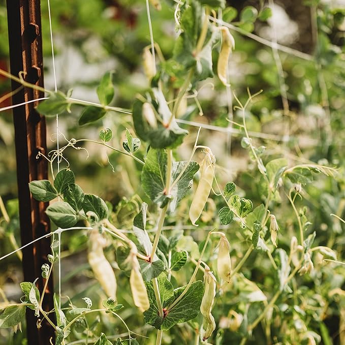 Golden Sweet Yellow Snow Pea - 50 Seeds -Rare Heirloom Climbing Pea Variety, Easy-to-Grow & Cold-Tolerant, Non-GMO Vegetable Seeds for Planting Outdoors in The Home Garden, Thresh Seed Company