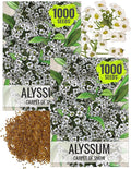 Seed Needs Carpet of Snow Alyssum Seeds for Planting - Heirloom & Untreated - Tender Perennial Flowers to Attract Pollinators to Rock Gardens, Pots, Containers & Window Boxes (2 Packs)