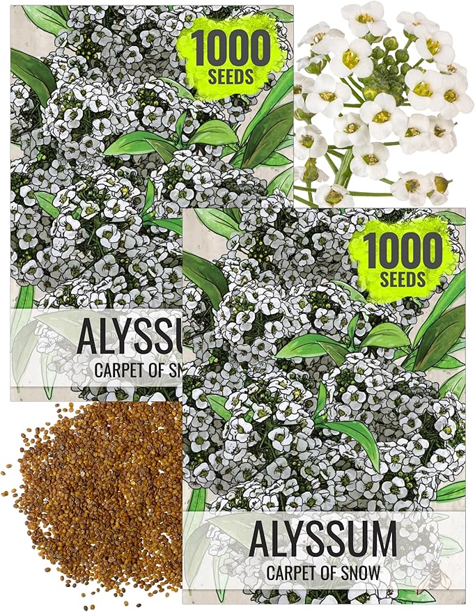 Seed Needs Carpet of Snow Alyssum Seeds for Planting - Heirloom & Untreated - Tender Perennial Flowers to Attract Pollinators to Rock Gardens, Pots, Containers & Window Boxes (2 Packs)