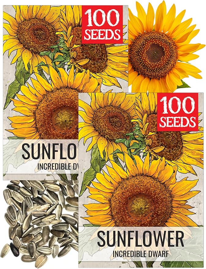 Seed Needs Dwarf Sunflower Seeds for Planting Incredible Sunflowers - Heirloom & Open Pollinated Flowers to Plant an Outdoor Wildflower Garden to Attract Beneficial Pollinators (2 Packs)