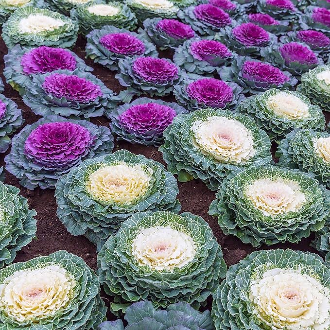 Outsidepride Ornamental Cabbage Flower Seeds - 2000 Pcs. Annual, Cold Tolerant & Low Maintenance, Flower Seeds for Planting Vibrant Mixed Blooms, Great for Garden Edging, Borders, & Container Displays